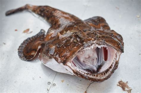 scary fish|The 14 Most Scary Fish in The Water .